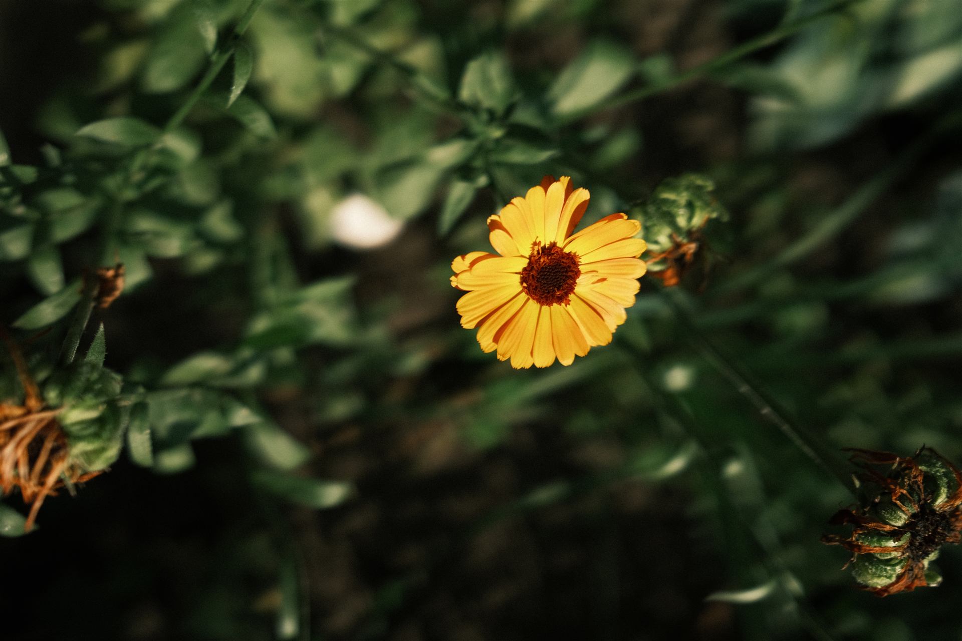 Natur