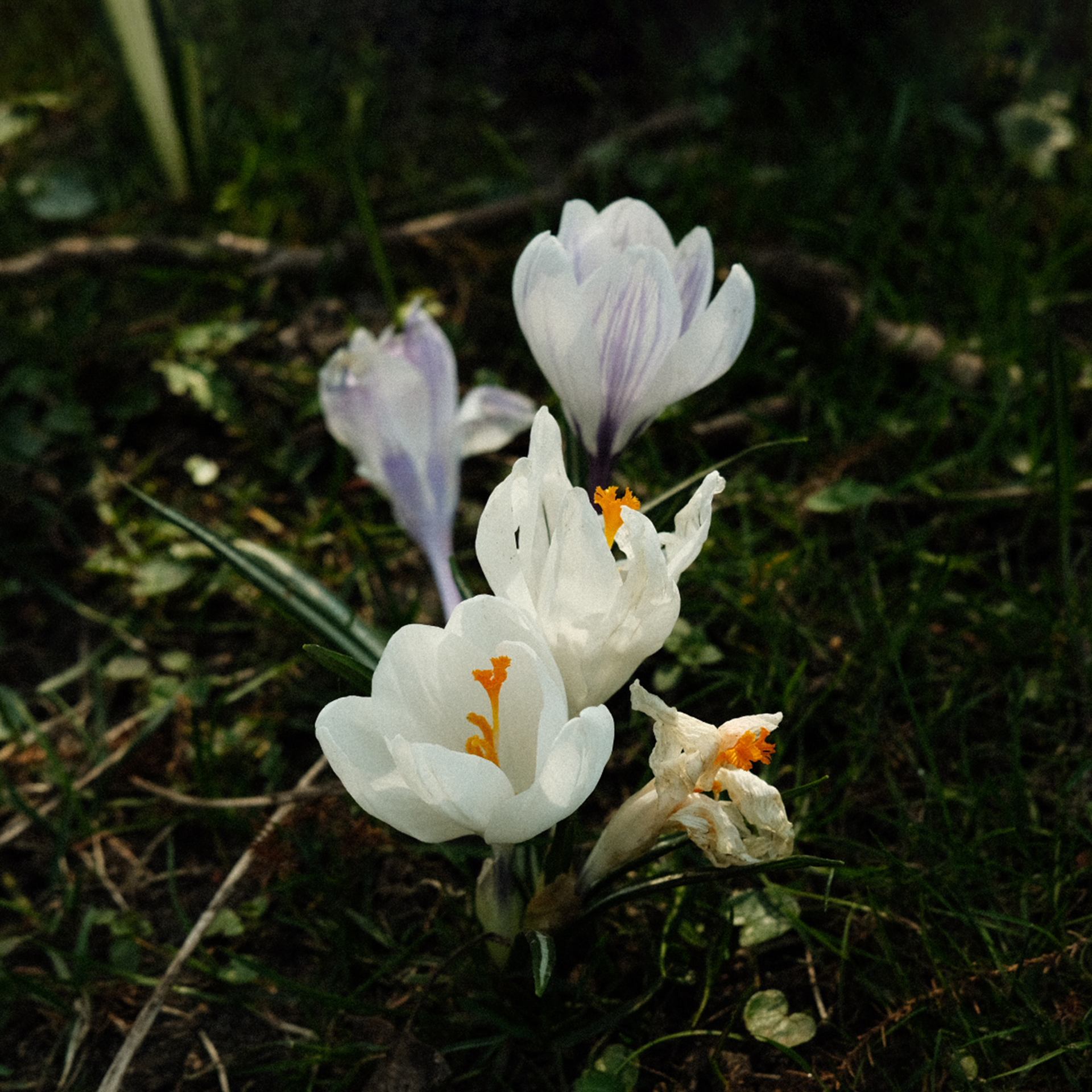 Natur